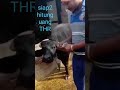 Sapi nya pintar