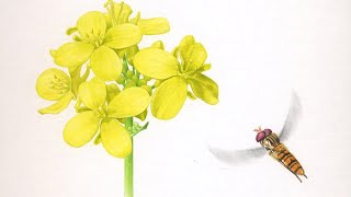 【ナノハナとホソヒラタアブを描く】 Paint a  Wildflower & Pollinator  / Time Lapse 2