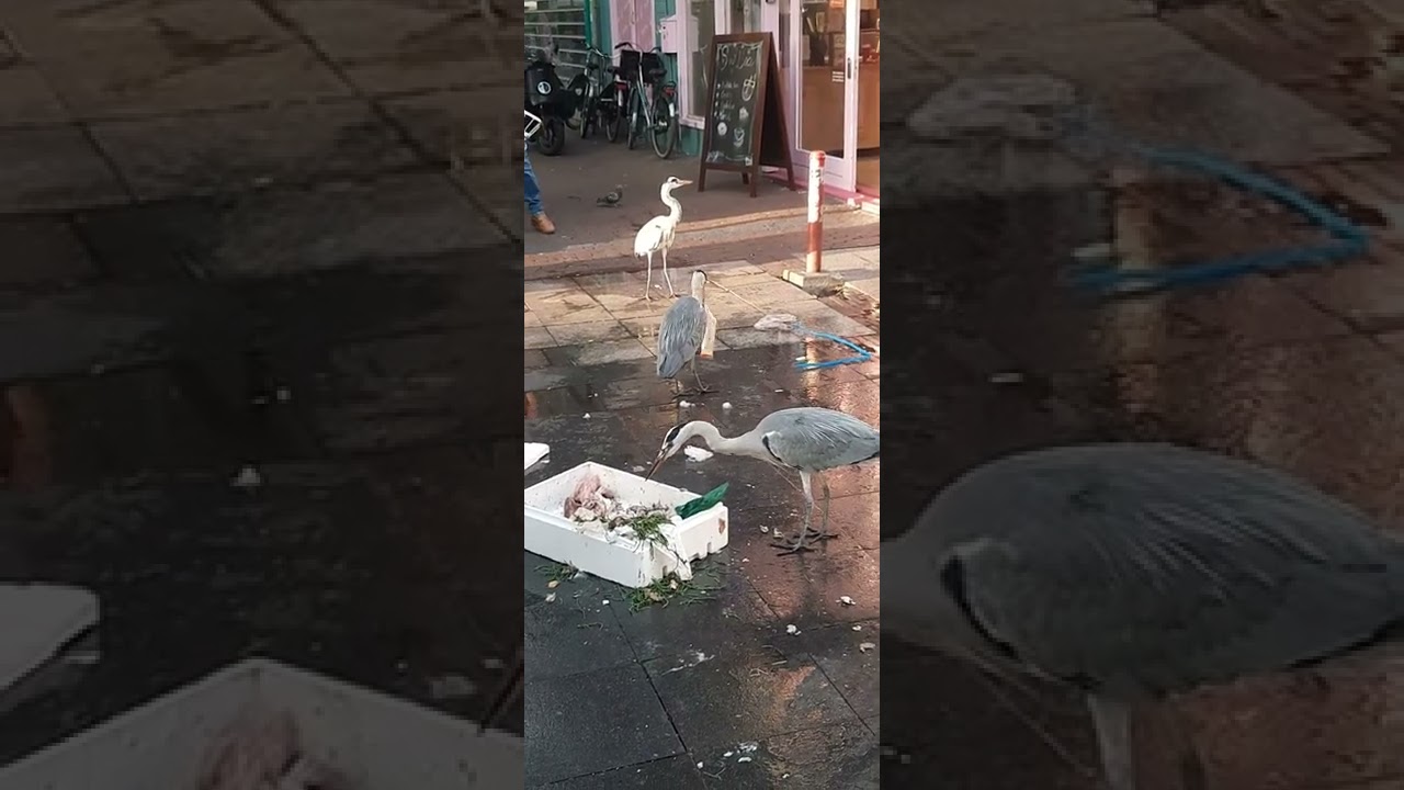 Vismarket Blau Storchen