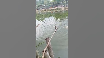Strike Nila Merah Babon paling Joss #video #mancing #shorts #shortsvideo #ikan #viral #fishing
