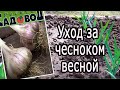 Уход за чесноком весной