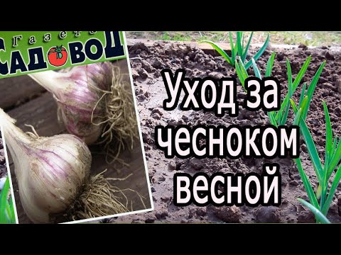 Видео: Уход за озимым густолистным салатом: выращивание озимого густолистного салата
