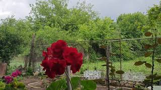 Dolu Yagis Yagir Yagmur Sesi