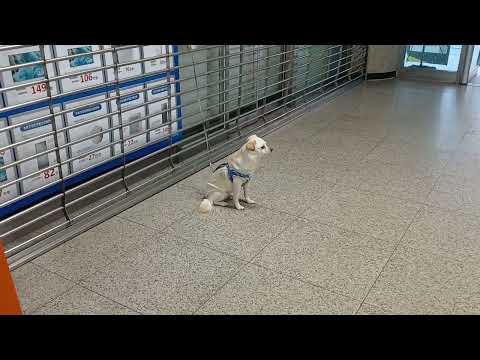 A genius dog that understands English
