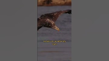 أقوى 3 آيات تدمر السحر إقرأها بقلب غاشع #