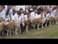 Beltex judging @Royal Highland Show 2015