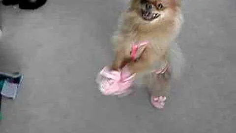 Moxie dancing