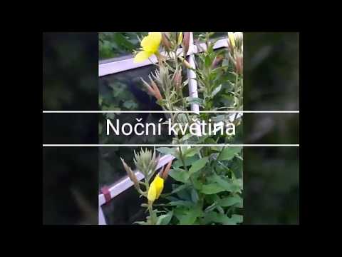 Video: Nádherný Prérijný Kvet. Reprodukcia, Starostlivosť