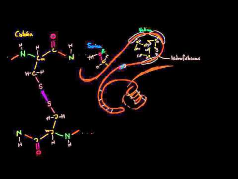 Video: ¿Qué aminoácido estabiliza la estructura terciaria de una proteína?