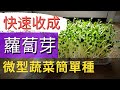 Growing Radish Sprouts At Home 在家種蘿蔔嬰芽苗菜 快速收成蘿蔔芽苗菜 蘿蔔芽種植全過程 Growing Radish Sprouts At Home 在家種蘿蔔嬰芽苗菜 快速收成蘿蔔芽苗菜 蘿蔔芽種植全過程