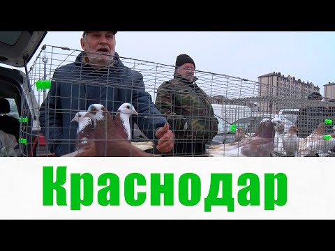 Птичий рынок. Краснодар. [03.03.2024]