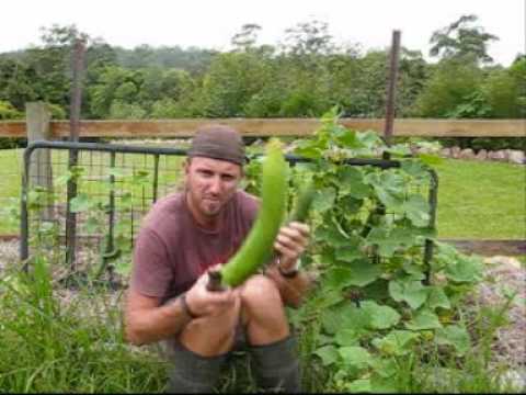 Growing Cucumbers