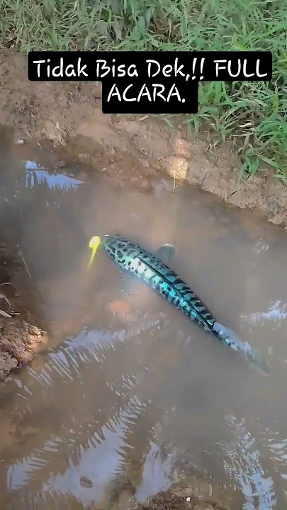 Tidak Bisa full acara #toman #tomangoblin #mancing #fishing #gorgon