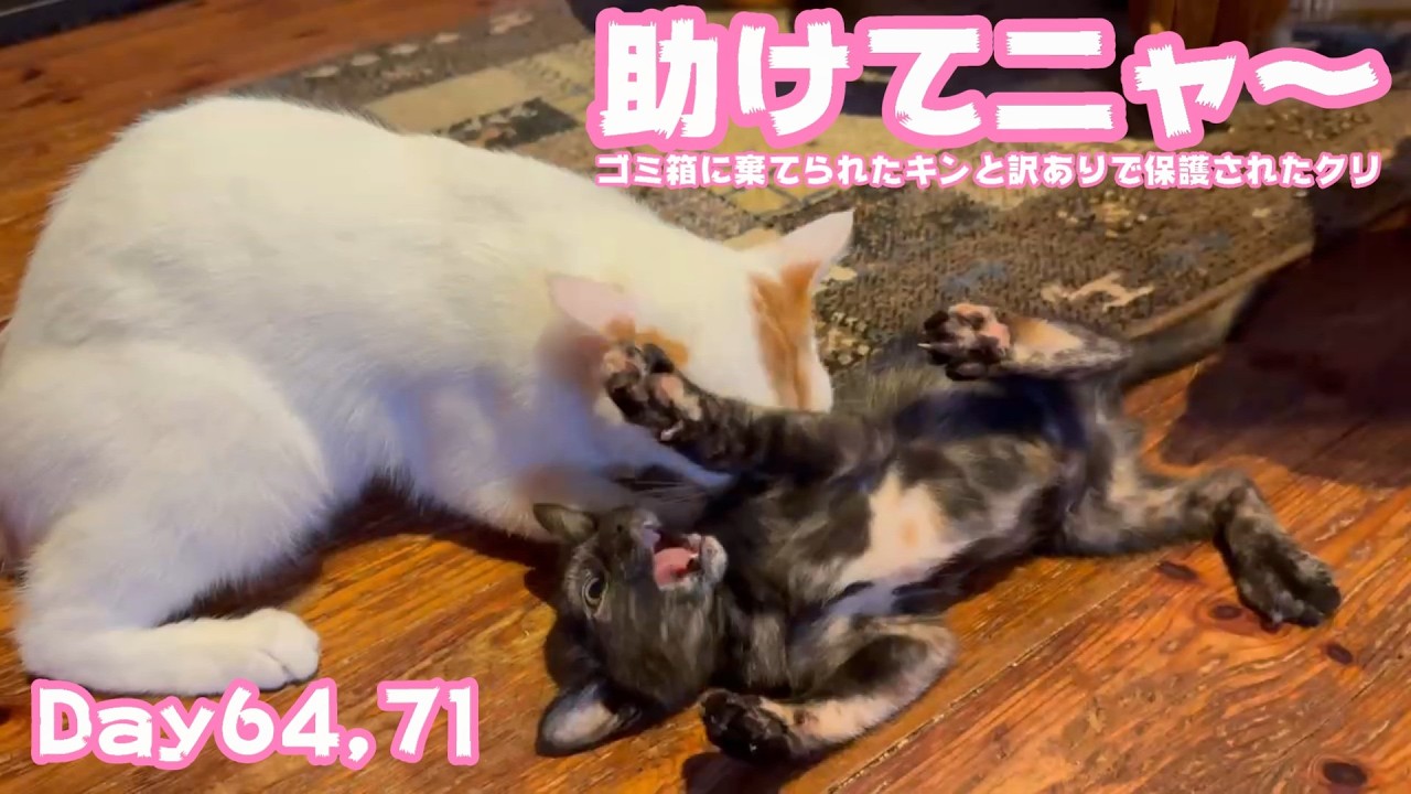 Help me, meow! Ika-chan is happy to have a sidekick, Kin was