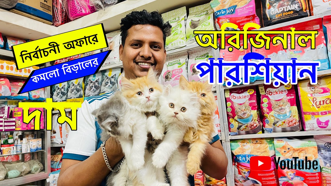 Persian cat price in Bangladesh 2026 |  New persian baby price in Bangladesh 2025