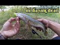Albumin Ikan ini yang dicari banyak orang untuk Obat Mujarab