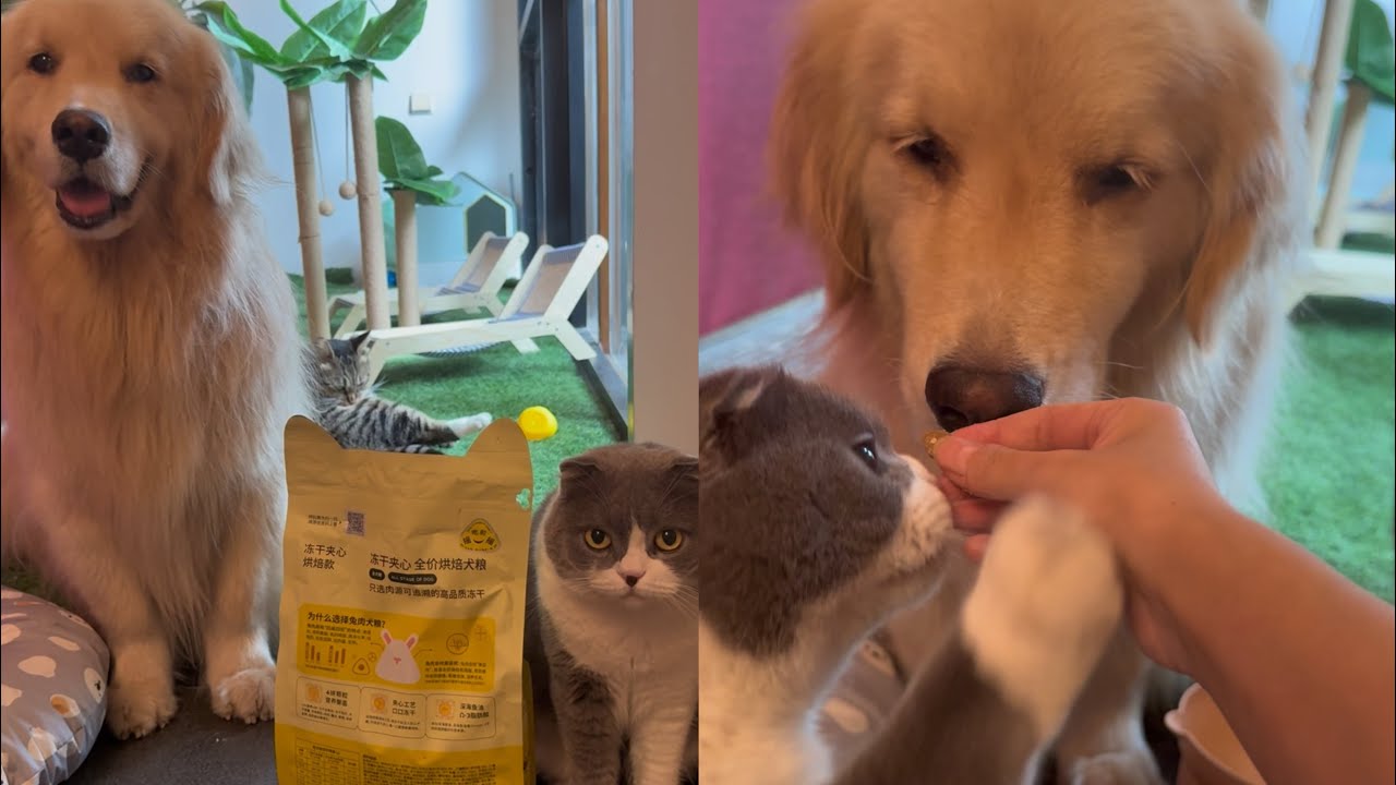 Dog and cats taste their new food 