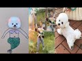 Tik Tok Chó Phốc Sóc Mini | Funny and Cute Pomeranian Videos #43