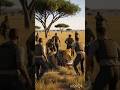 The Lion Got Into The Trouble Due To Python Grip Lion Wildlife Worldwide mp3