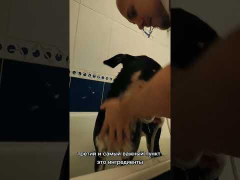 ПОЧЕМУ НЕЛЬЗЯ МЫТЬ СОБАКУ ОБЫЧНЫМ МЫЛОМ И ШАМПУНЕМ