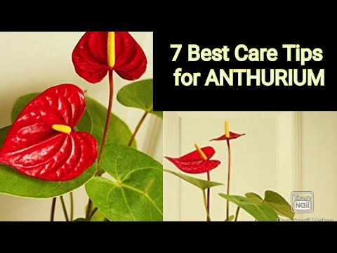 7 care Tips for Anthurium | How to Grow this Plants With English SUBTITLES | evergreen garden