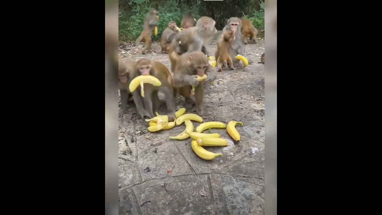 Monkey looting Banana 🍌 in the jungle.