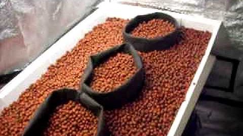 Hydroponics Ebb & Flow (Flood & Drain) System