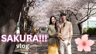 Sakura Cherry Blossom Positive Life Korea