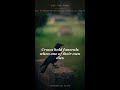 Crows hold funerals when one of their own dies #Shorts