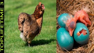 10 Razas de Gallinas Raras y Sus increíbles Huevos de Colores