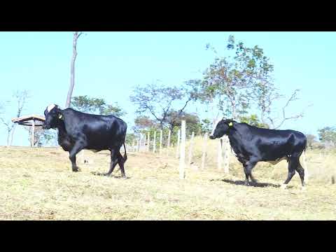 LOTE 51 Estupidamente 2638-BZ Fronteira 0111-CH