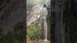Amazing Wild Boar on TOP Waterfall 🐗 #warthog #pig #boar #hog #animals #wildpig #wildboar #wildlife
