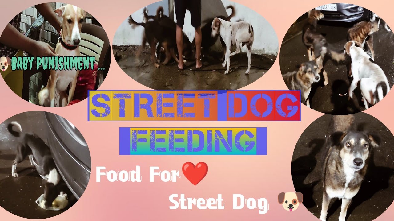 Food For Street Dog 🐶 🥰 Street Dog Feeding YouTube