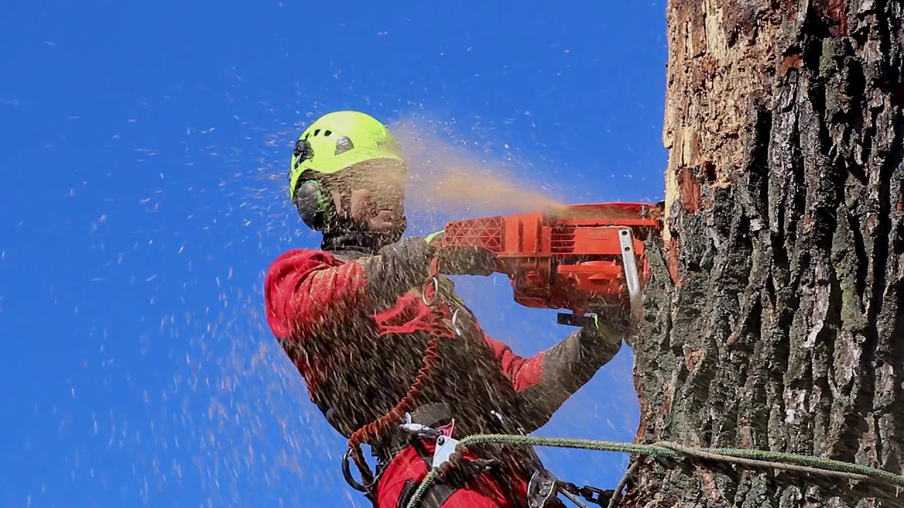 Dead oak removal by Tvirtas mazgas - YouTube