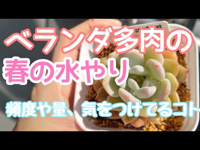 ベランダ多肉 春の水やり頻度と量を解説 徒長させない工夫も Youtube ベランダ多肉 春の水やり頻度と量を解説 徒長させない工夫も Youtube