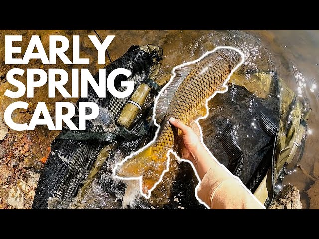 Catching Carp in Early Spring, Beautiful MD Common Carp! 