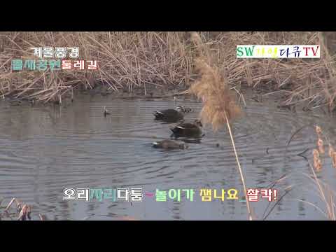 오리들 자리다툼등 습성 보셔요_촬칵9_촬영편집 <strong>영상감독</strong> 이상웅