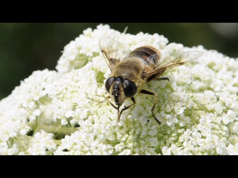 A Buzz About Flies - Flies can be better pollinators