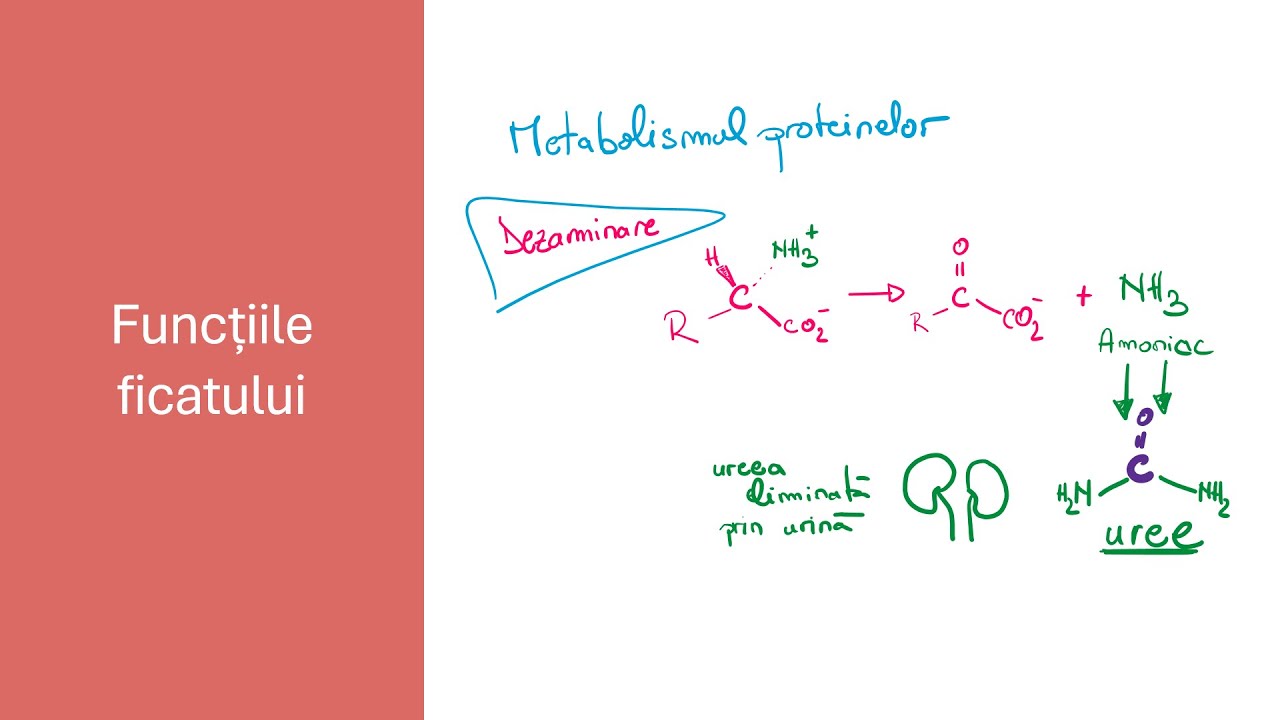 Ficatul 3/3 - Funcțiile ficatului - Barron's - Admitere la Medicină