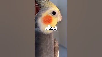 #الجمعة #اللهم_صل_وسلم_على_نبينا_محمد #سورة_الكهف #دعاء_مستجاب #دعاء #ساعه_استجابه