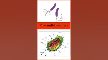 How antibiotics act ? | #shorts | #antibiotics | #shortsvideo | #microbiology | cell wall synthesis