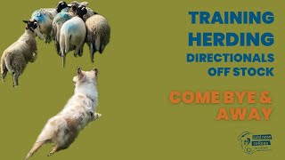 Training Herding Directionals Off Stock  Come Bye and Away