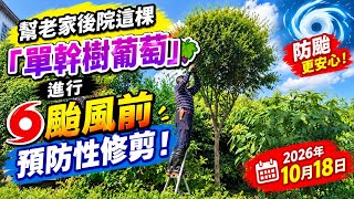 幫老家後院這棵「單幹樹葡萄」進行颱風前預防性修剪！2026年10月18日