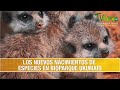 Los Nuevos Nacimientos de Especies en el Bioparque Ukumari- TvAgro por Juan Gonzalo Angel Restrepo