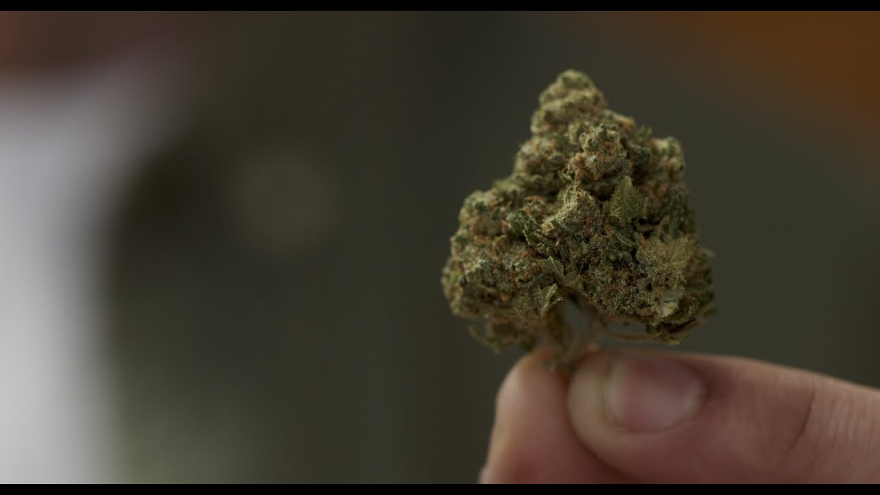 Le Conseil d’Etat invalide l’interdiction de vente des fleurs de cannabis