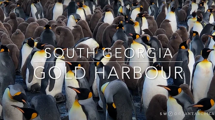 Gold Harbour - South Georgia
