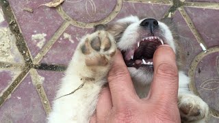 The 30-day-old puppy's sharp teeth! Puppy Teeth