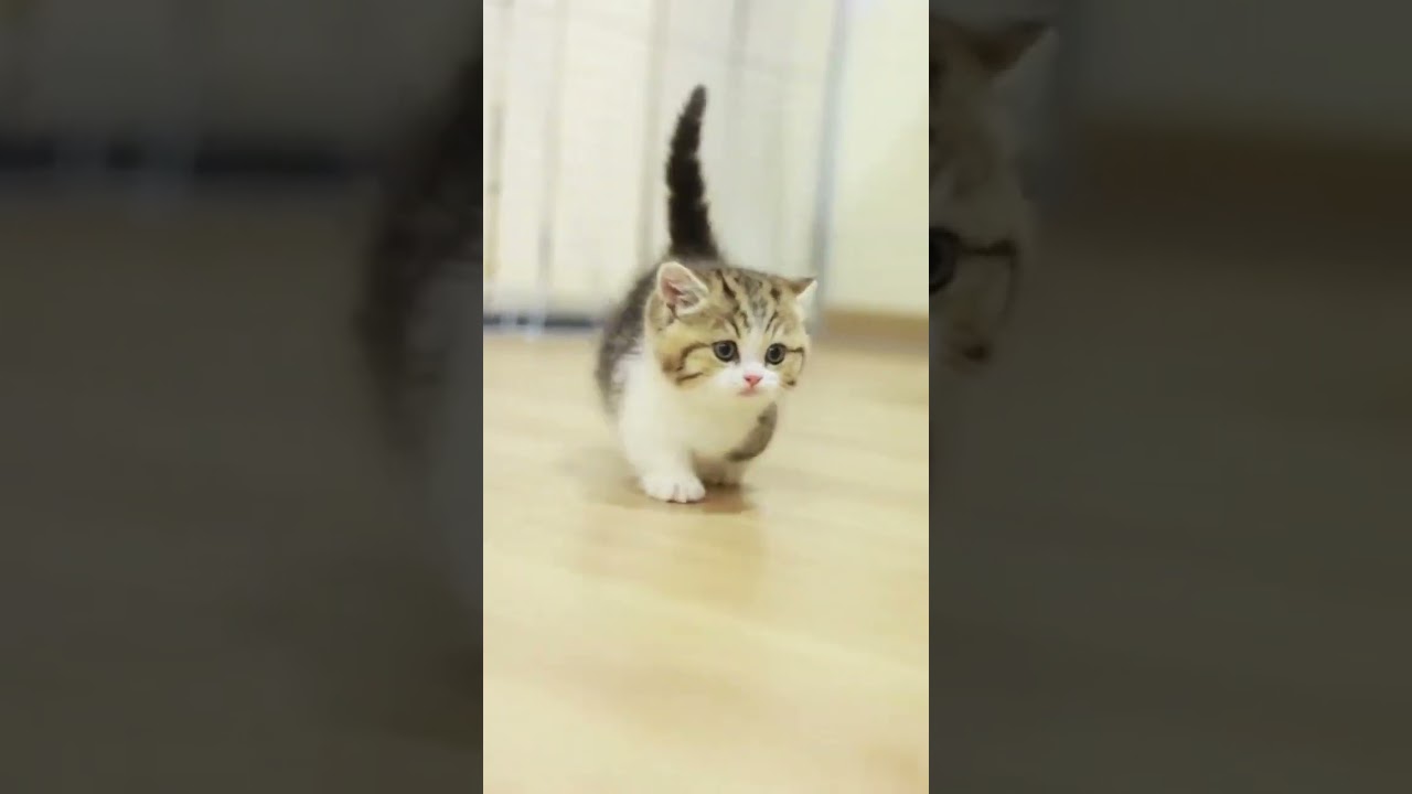 The short-legged kitten runs quite fast. 
