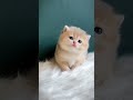 Baby cat meowing  catopiacorner