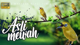 Download Lagu 🔴 LIVE Masteran Pleci, Terapi Pleci, Pancingan Pleci Gacor Nembak MP3